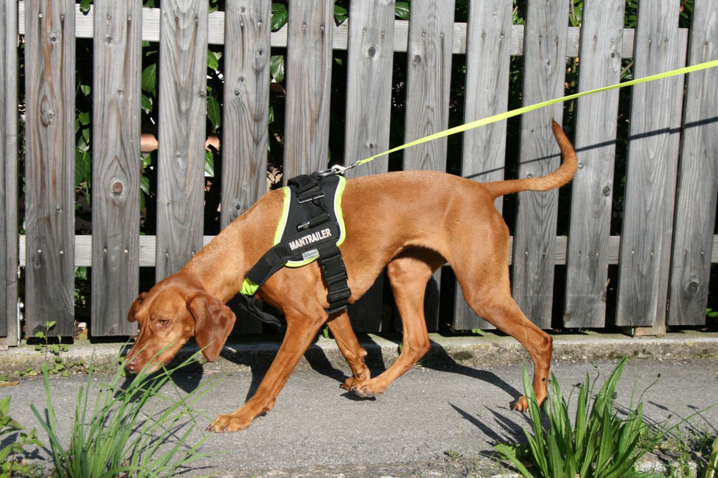 Suchhunde-Training